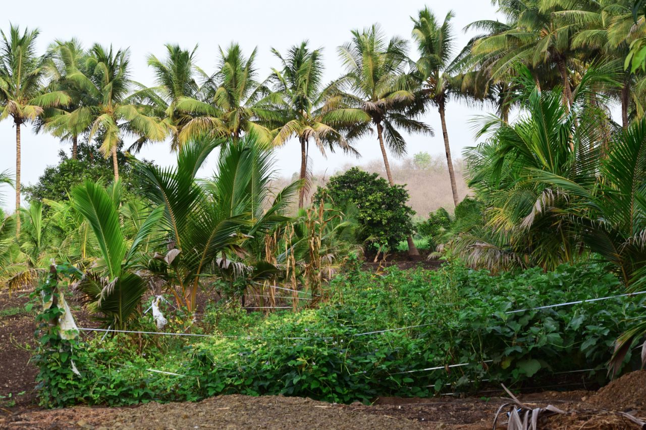 Aaranya Resort - Tap to explore photos