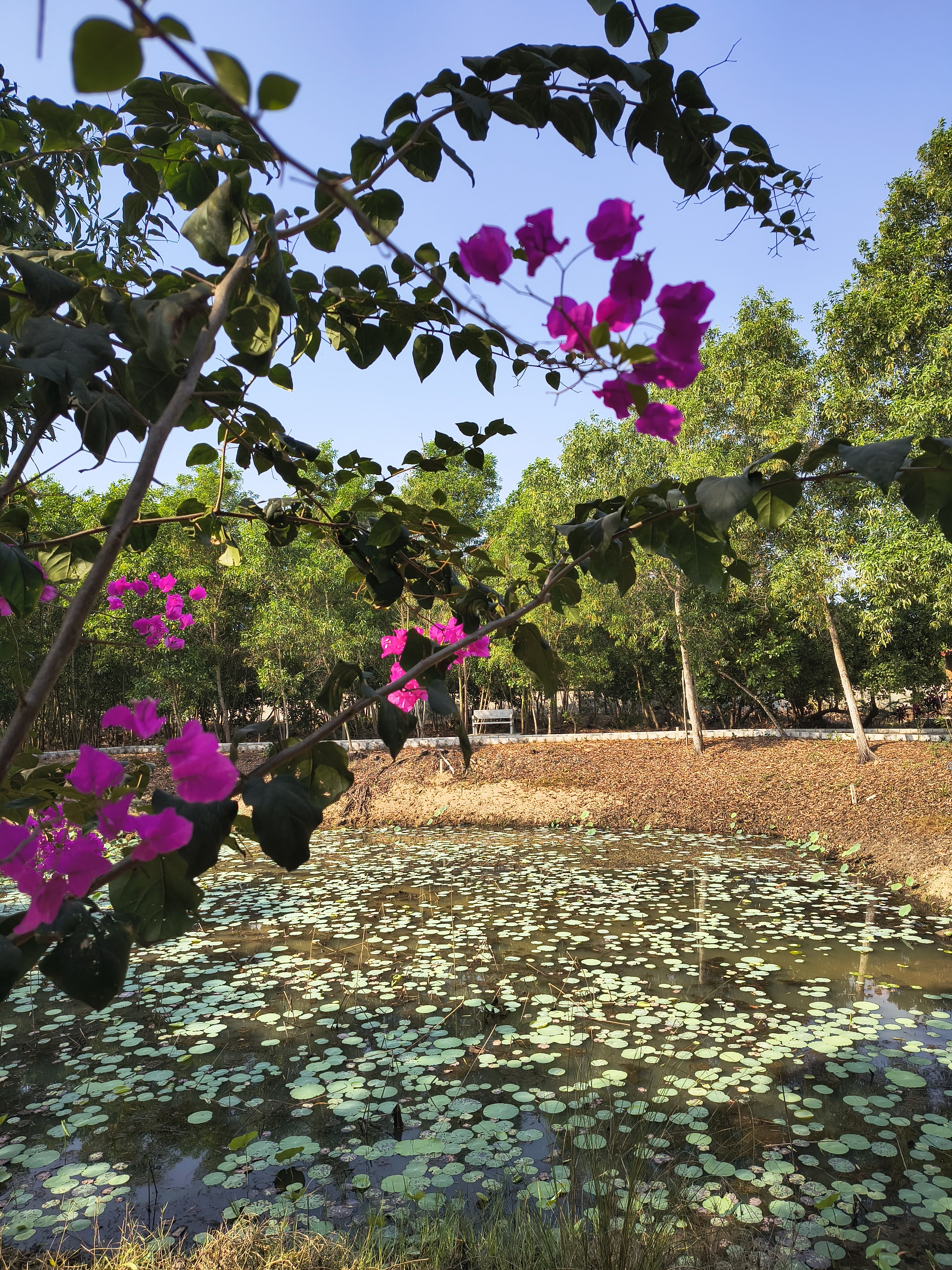 Dioza Eco Resort - Tap to explore photos