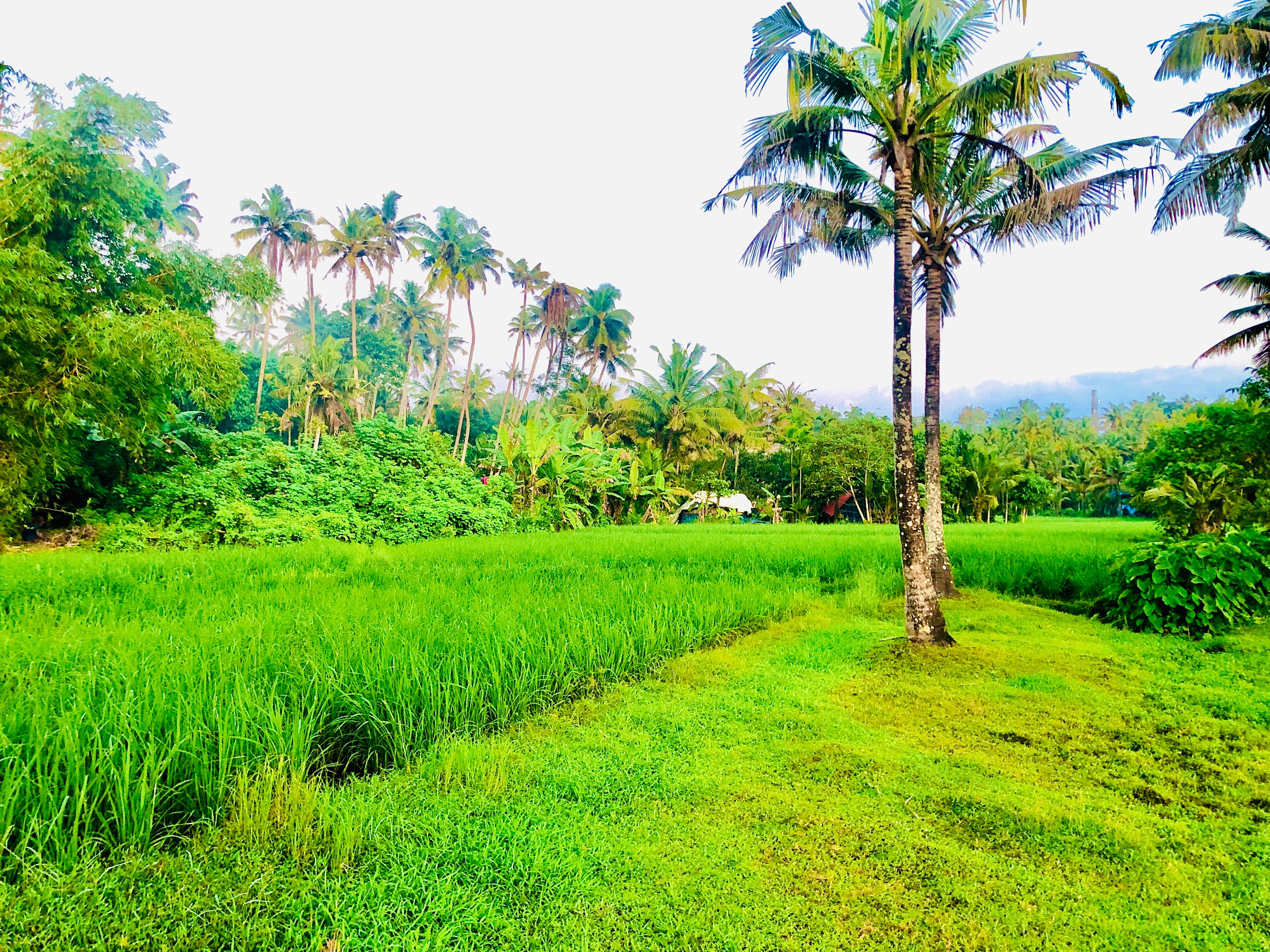Paddy Surf Homestay - Tap to explore photos