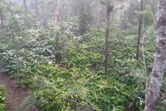 Address of Hemavathi Homestay | Rooms with Terrace
