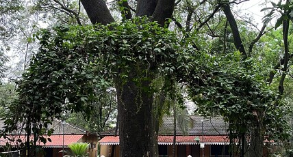 Pinewood Resort Room Type - Deluxe Room - Tree Cover View