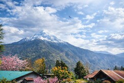 Kaafal tree cottage and resturant