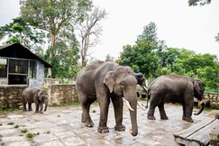 Dubare Elephant Camp by Jungle Lodges