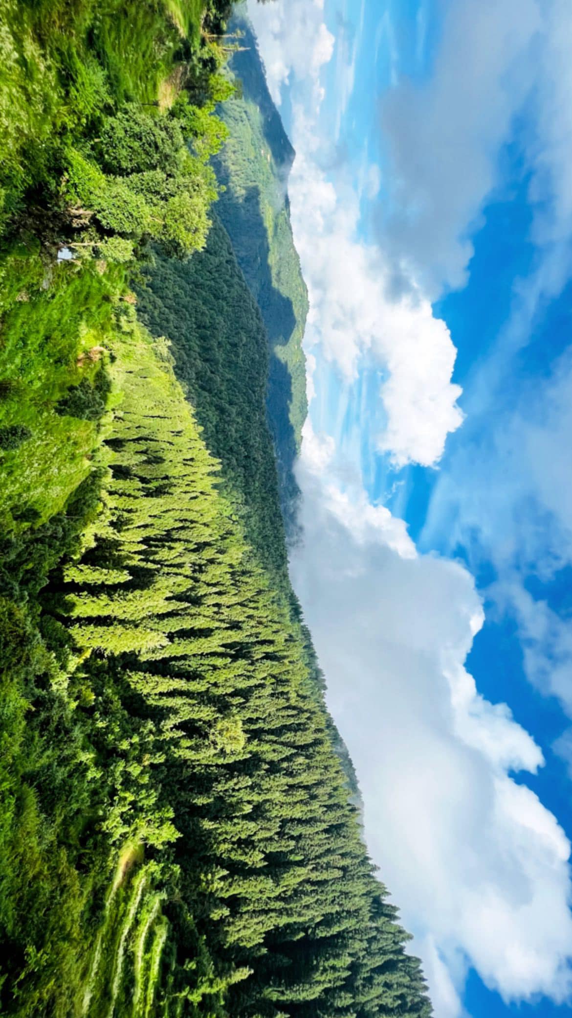 The Himalayan Deodar - Tap to explore photos