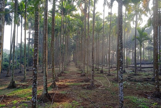 Green Woods
