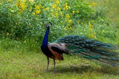 Rajshali - A Royal Stay