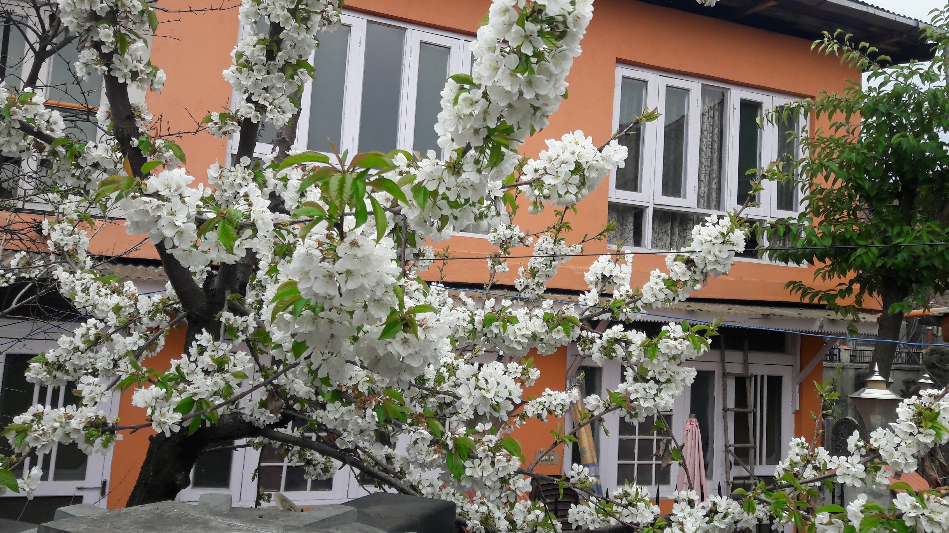 Blooming Dale - Tap to explore photos