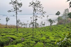 Tree House @ Thumpayil Hills Plantation Vagamon