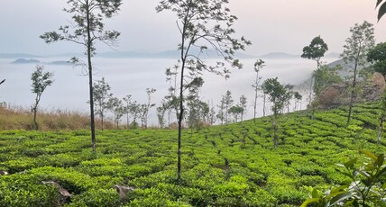 Tree House @ Thumpayil Hills Plantation Vagamon Room Type - Tree House @ Thumpayil Hills Plantation Vagamon