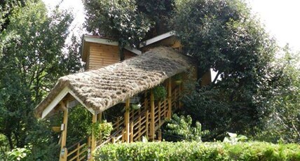 Tree House Cottages | Rooms & Caretaker Room Type - Tree House Room