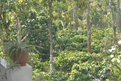 Mynas Nest Riverside Homestay