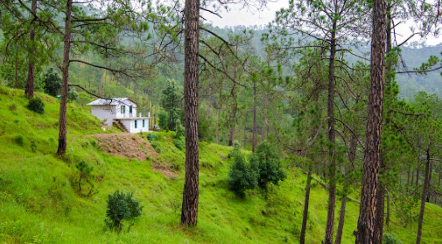 Escape Roots - Tap to explore photos