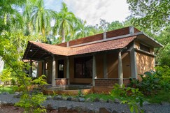 Mango orchards