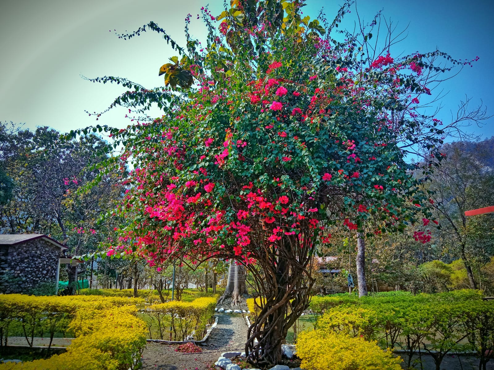The Harikanta Corbett Resort - Tap to explore photos