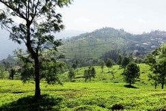 TAVISH hills Home stay