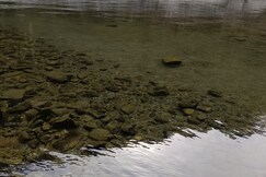 the wild camps riverside 
 wildlife and nature