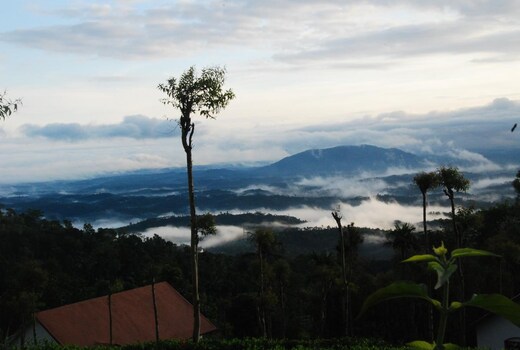 Tea Terrace Vythiri
