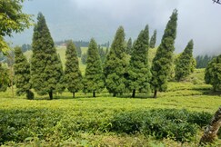 Mukhia homestay Amayra's