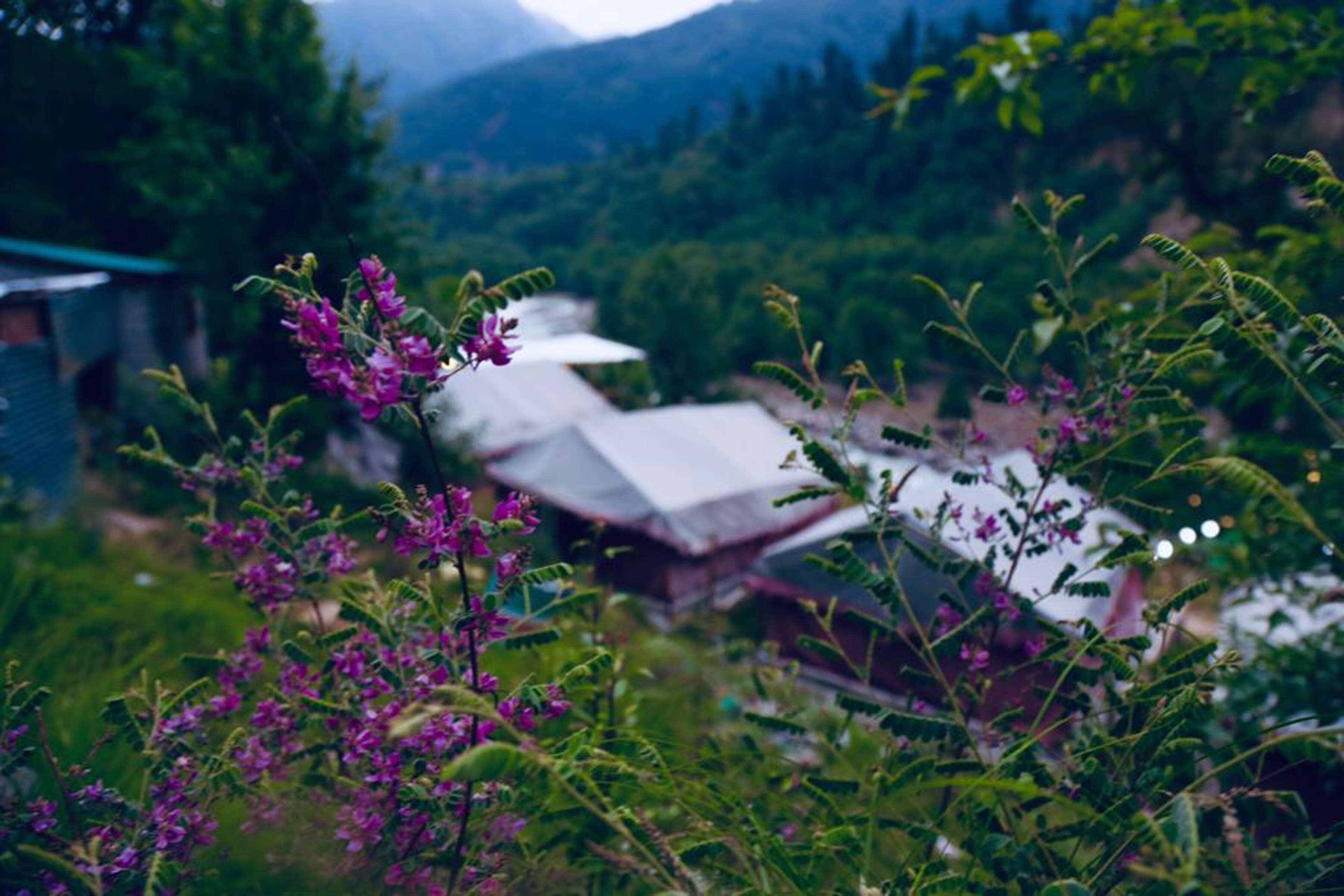 Mridaya Cafe & Camps - Tap to explore photos