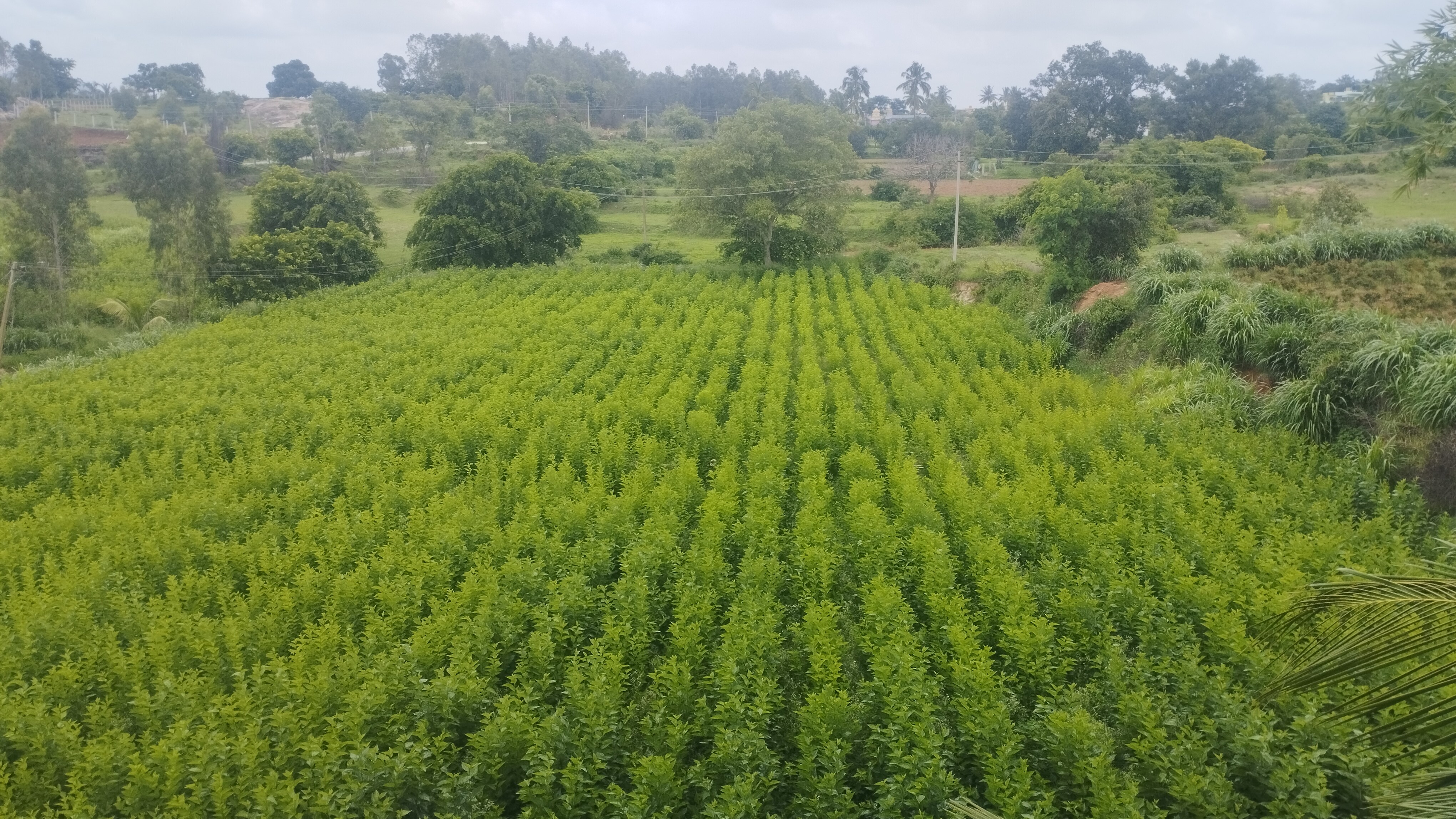 MayaVadi Organic Farm - Tap to explore photos