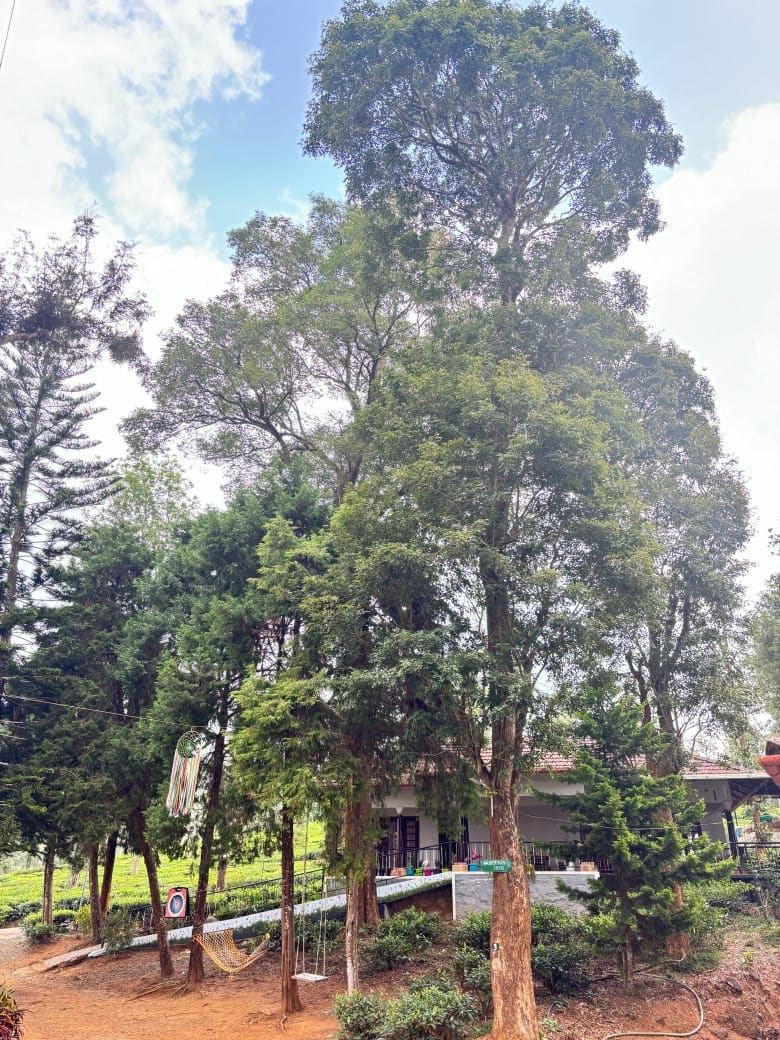 CLIF TEA BUNGLOW RESORT - Tap to explore photos