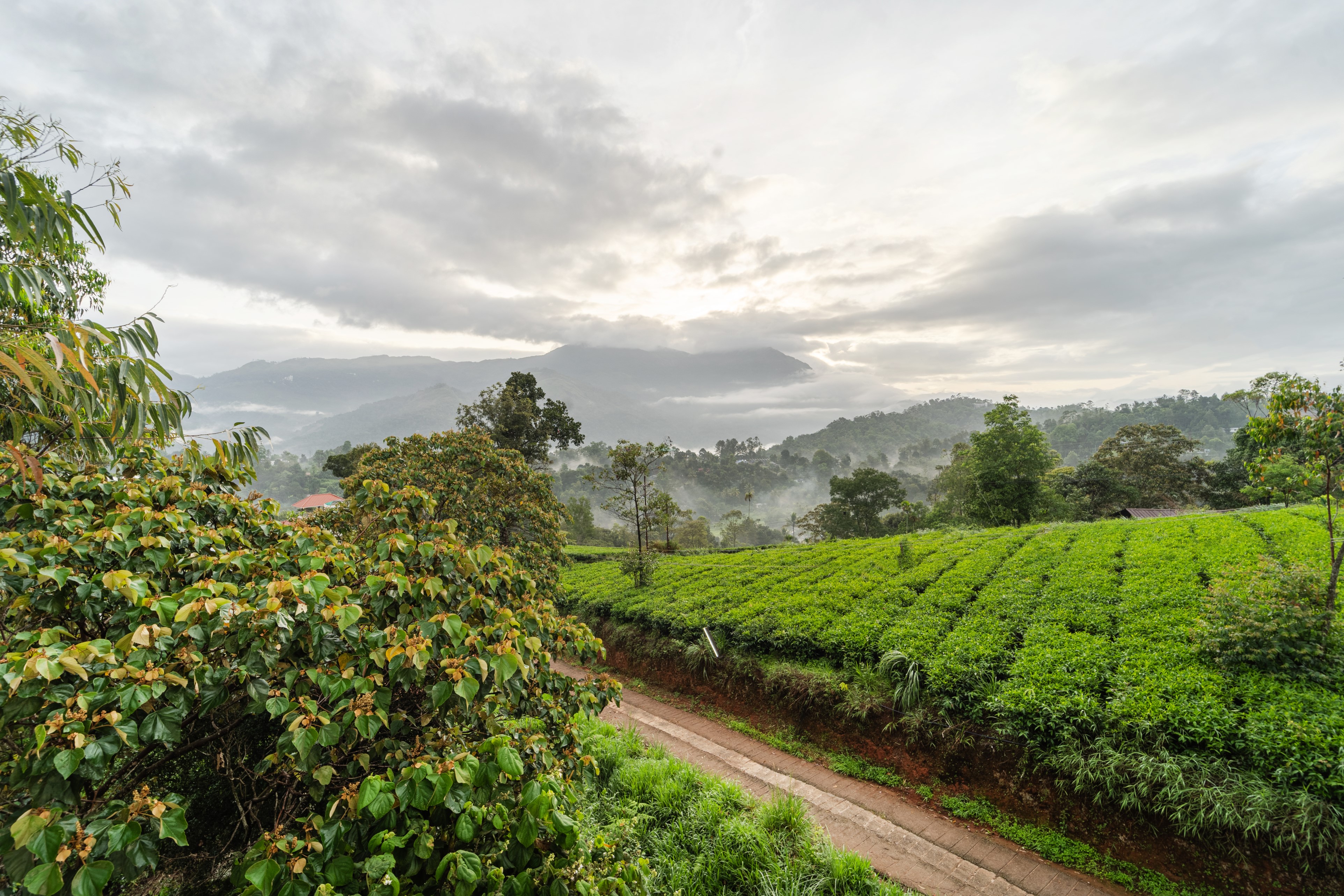 Treebo Windsong Resort Munnar, Tea Plantation View - Tap to explore photos
