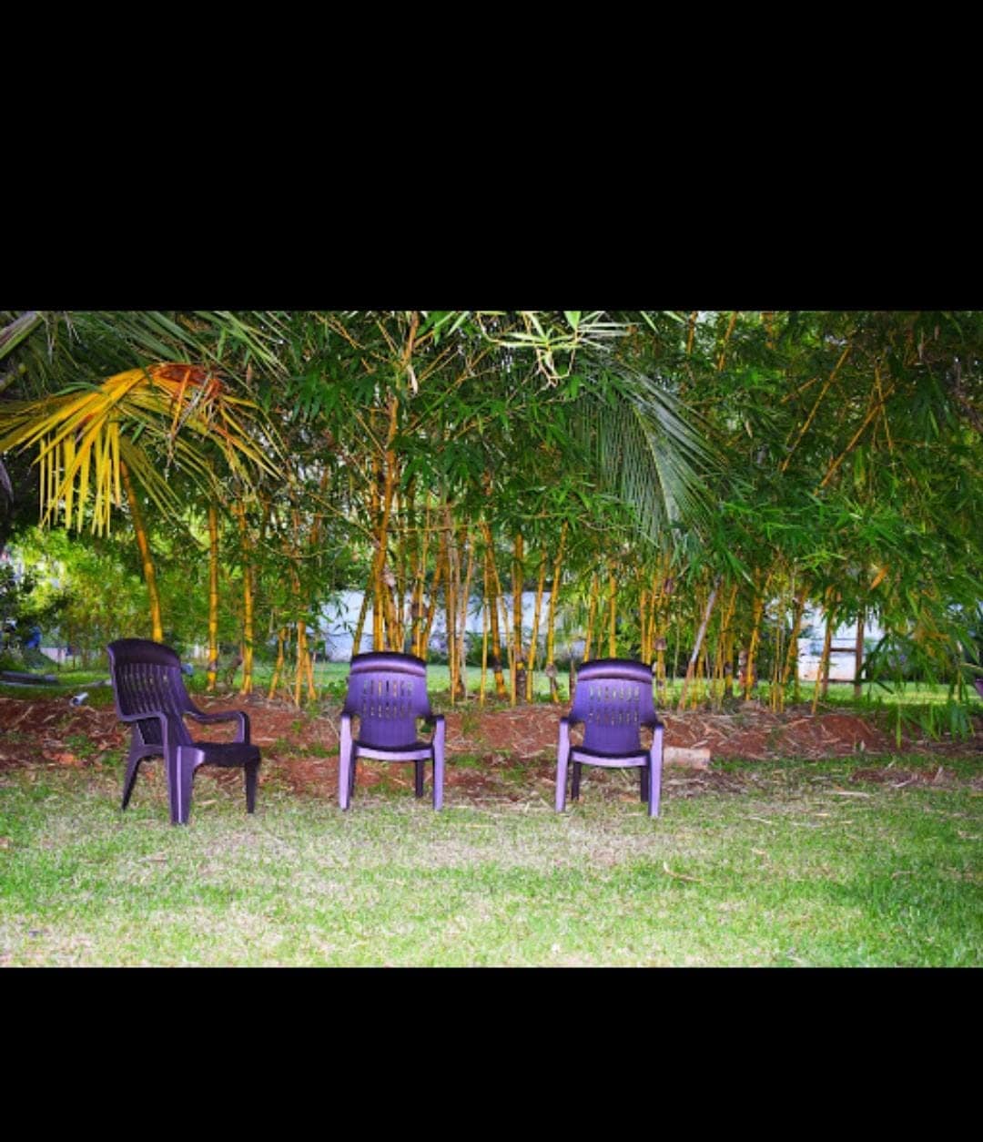 Olive Jungle Resort - Tap to explore photos
