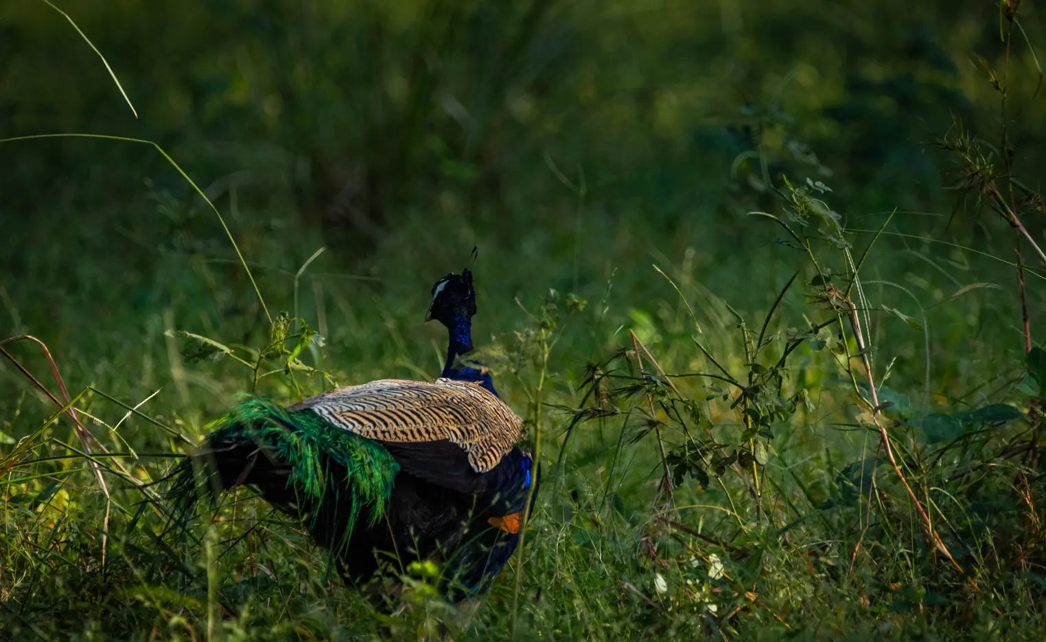 Enrise by Sayaji, Chandrapur - Tap to explore photos