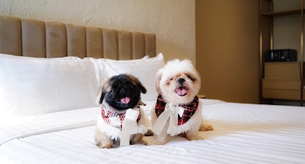 Away Bangkok Riverside Kene Room Type - Pet Friendly Room