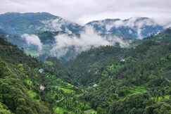 Address of Mountain Golden Ray by Hillstay