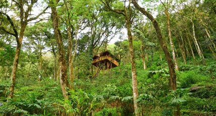Seven Springs Plantation Resort Room Type - Tree House