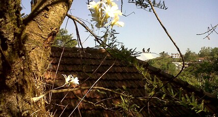 Tranquil Woods Cosy Room Valley View Room Type - Deluxe Non AC room