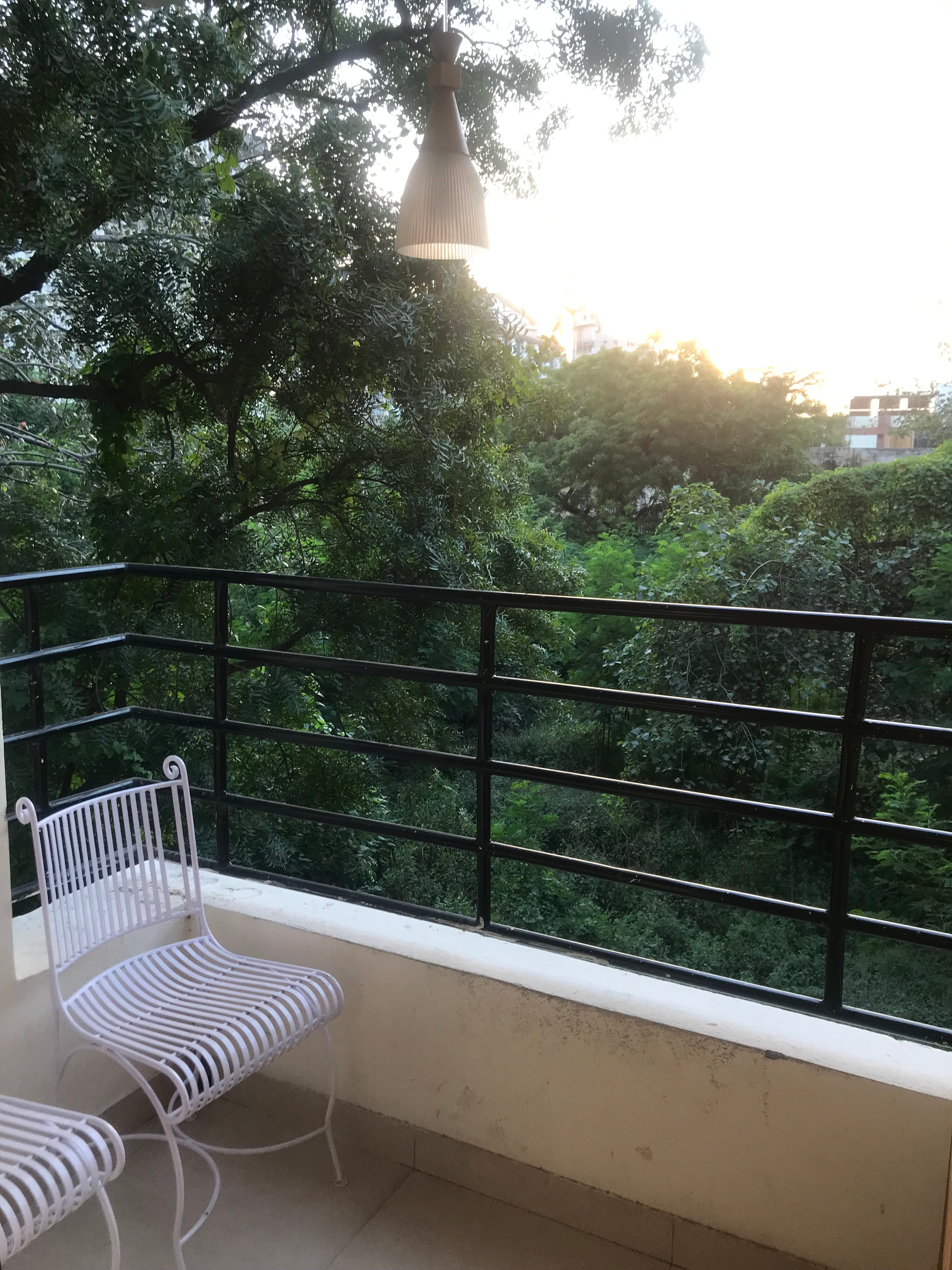 Tulip Palm - Tap to explore photos