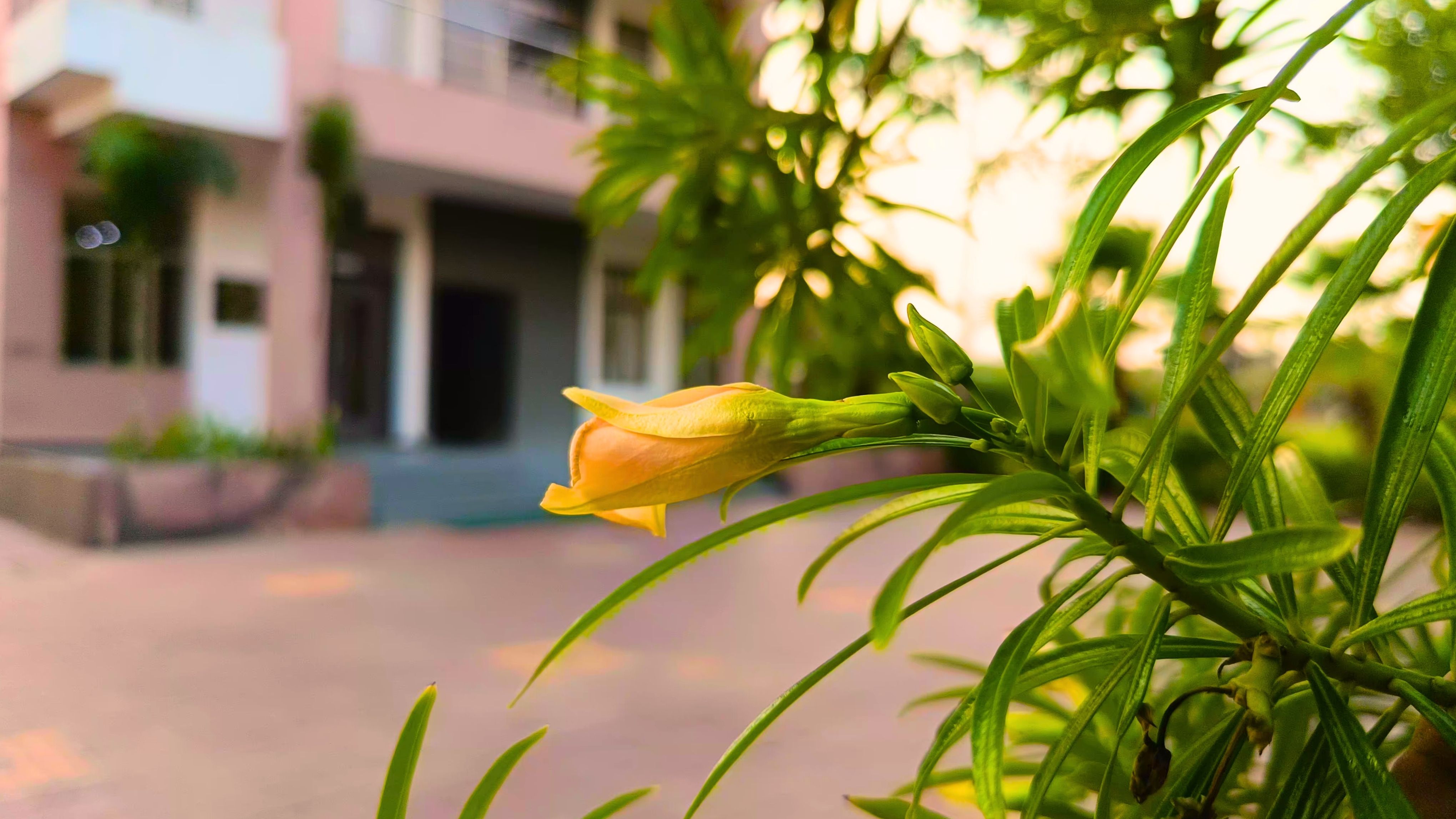 Maharana Palace Resort - Tap to explore photos