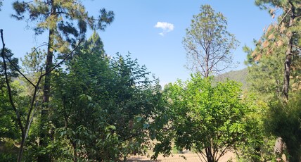 Pine Valley Binsar Room Type - Premium room with Pool View