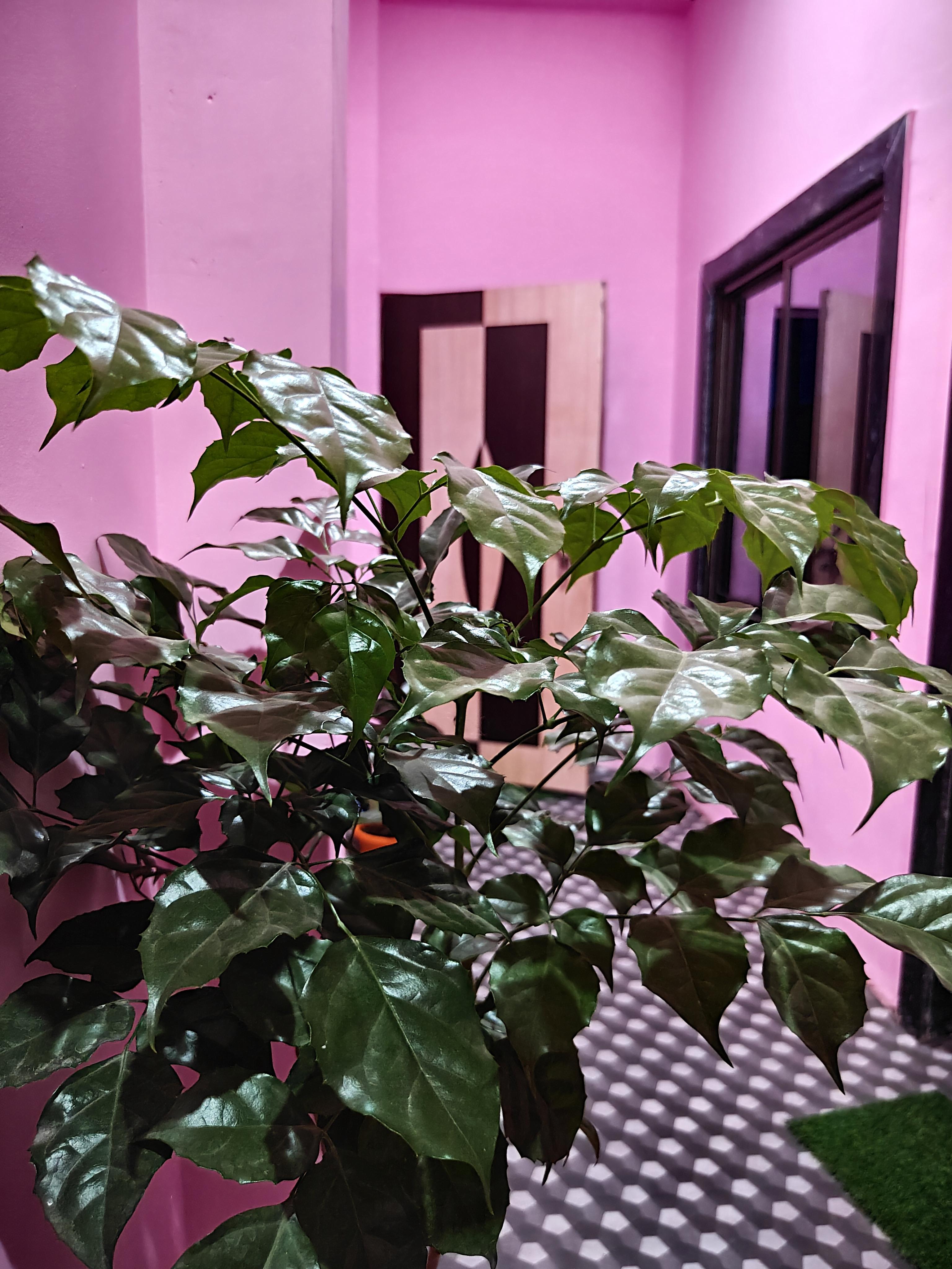 Krishna guest house 700 meter away from Rammandir - Tap to explore photos
