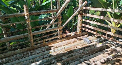 Kolamba Bliss Homestay Room Type - Kolamba Bliss Homestay