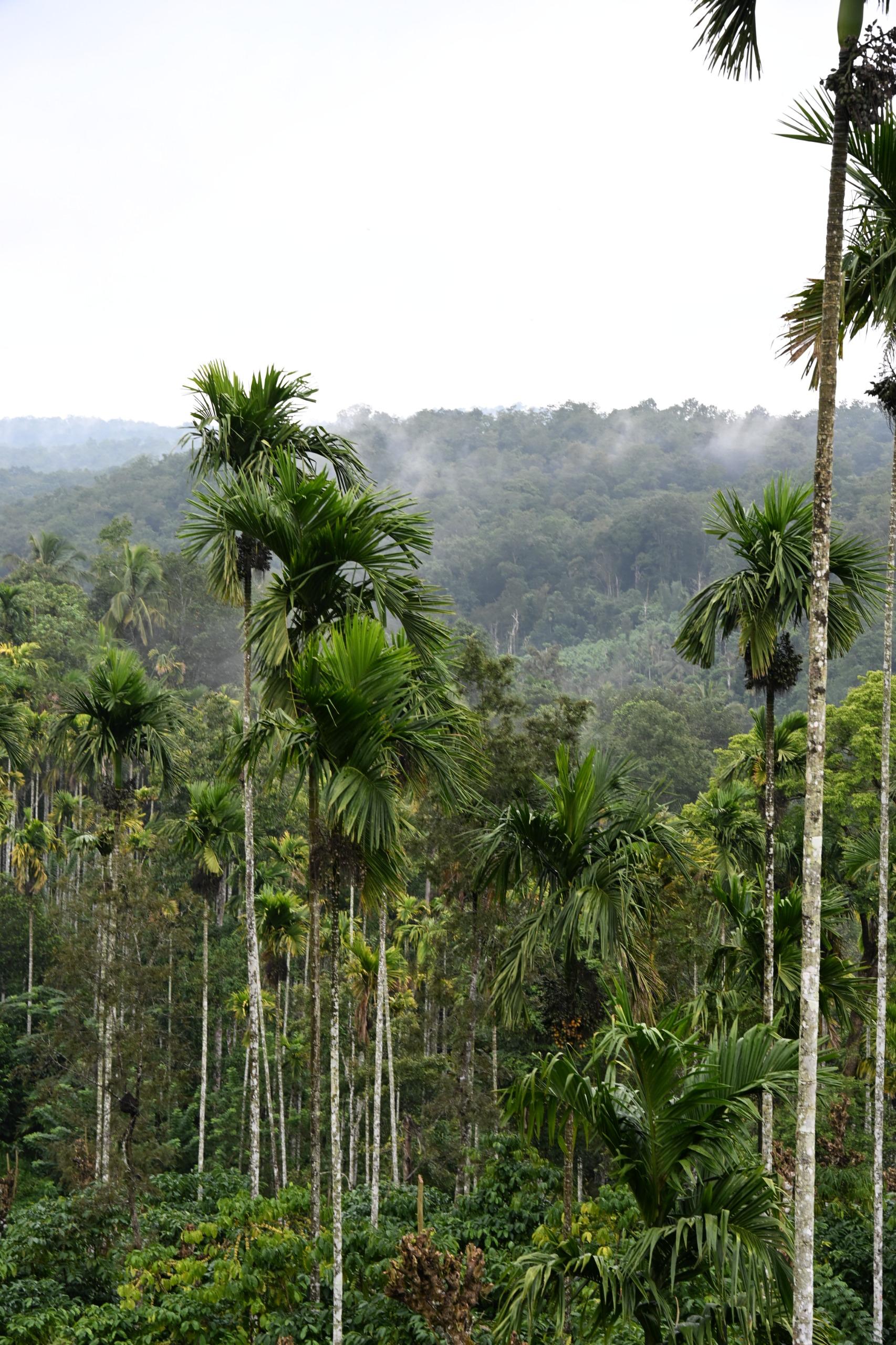 Wayanad Farm Heritage - Tap to explore photos