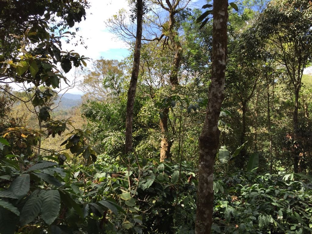 Nirvana Resort - Tap to explore photos