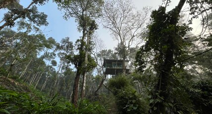 Silver Trees Tree House Room Type - Tree House