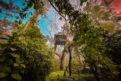 Silver Trees Tree House