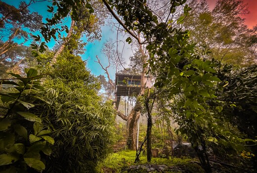 Silver Trees Tree House