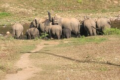 Black berry villa mankulam