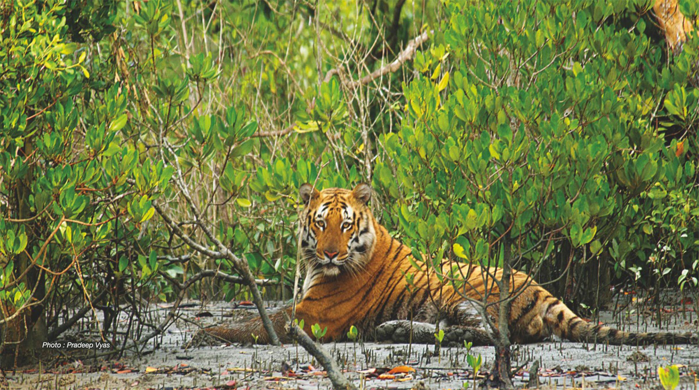SUNDARBAN ROYAL ECO RESORT - Tap to explore photos