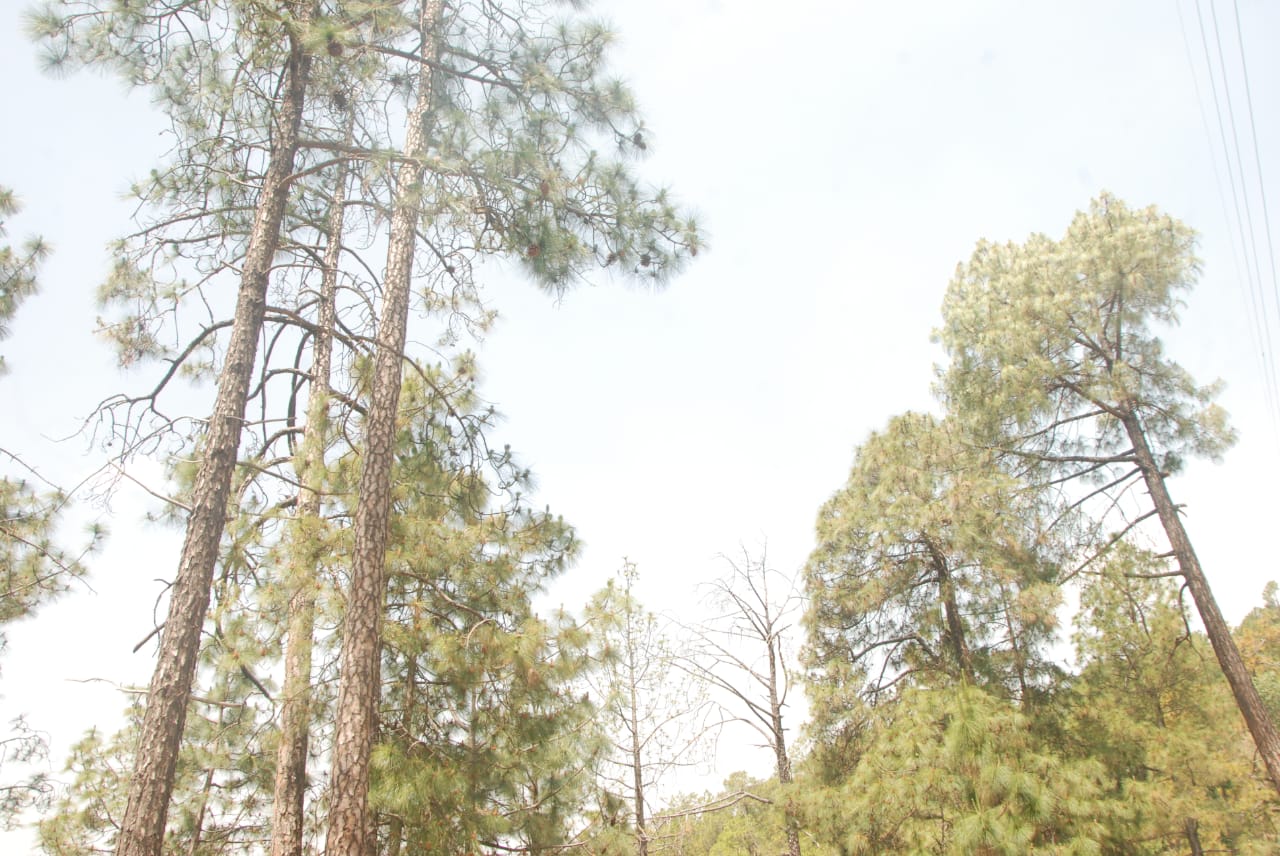 Mohan Valley Homestay - Tap to explore photos