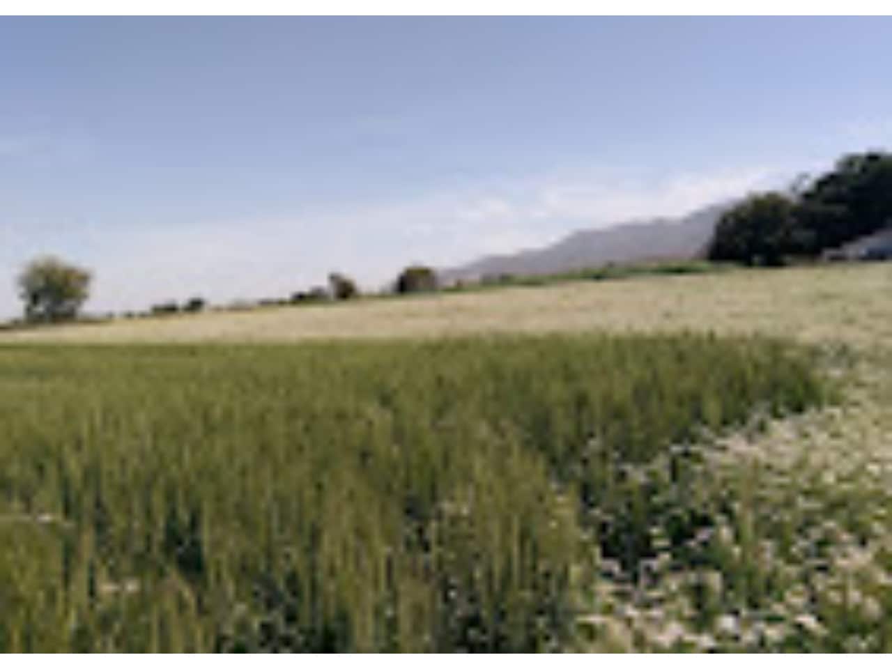 appleleaf - Tap to explore photos