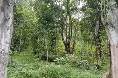 Jungle retreat waterfalls kodaikanal