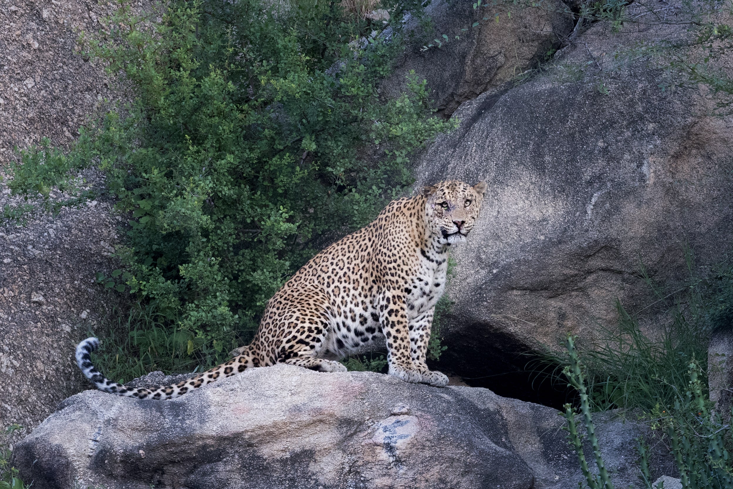 The Rawla Narlai - A Leopard Safari Destination - Tap to explore photos