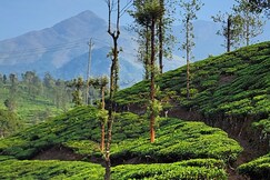 Lateatude The Bear's Lair