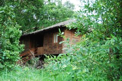 Tiger N Woods Resort